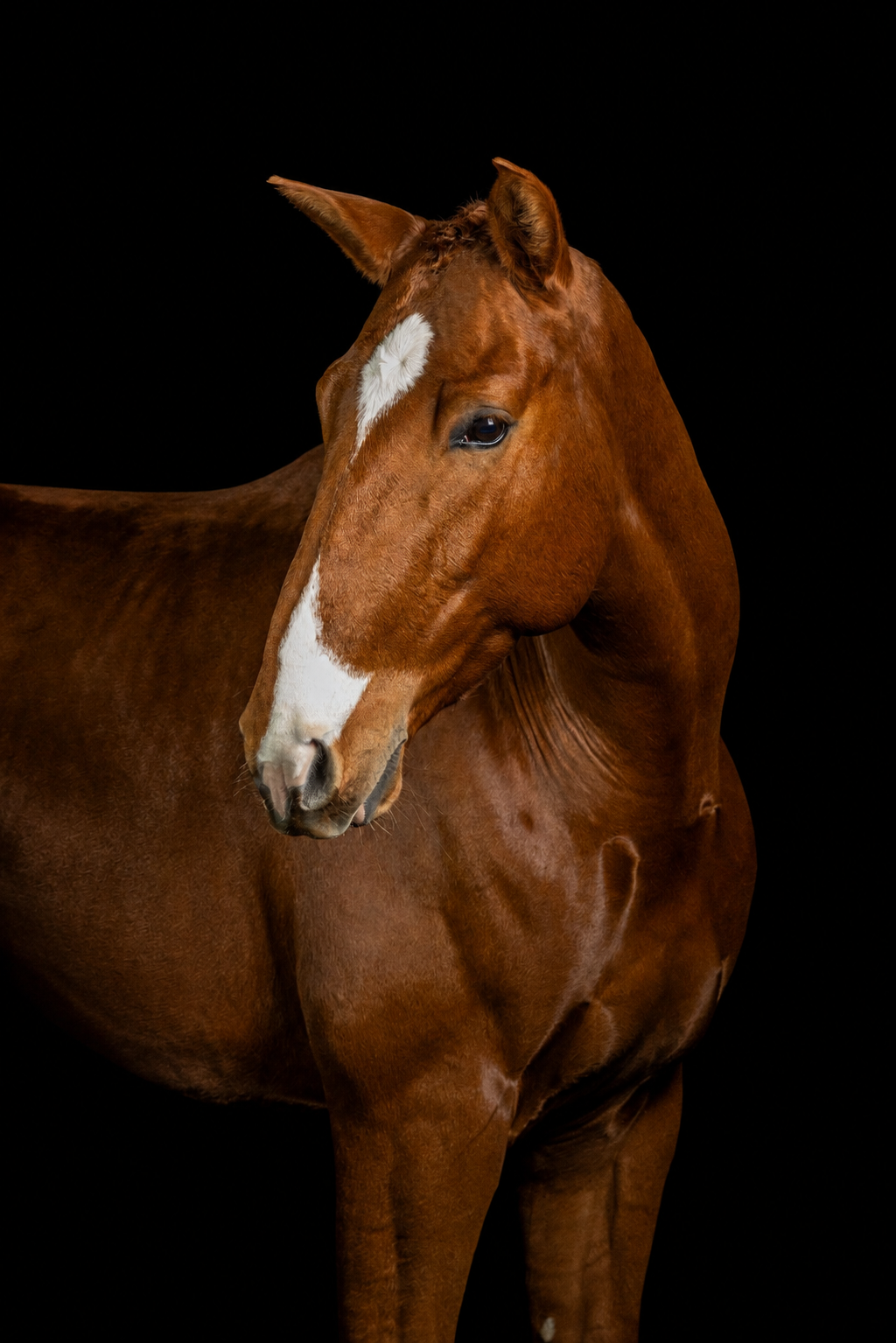 Chestnut horse photographed against a black background in a fine-art equestrian portrait