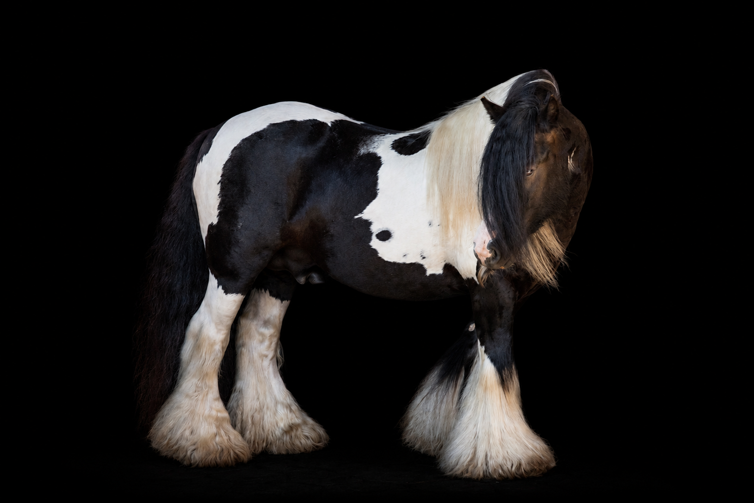 Black and white horse photographed against a black background in a fine-art equestrian portrait