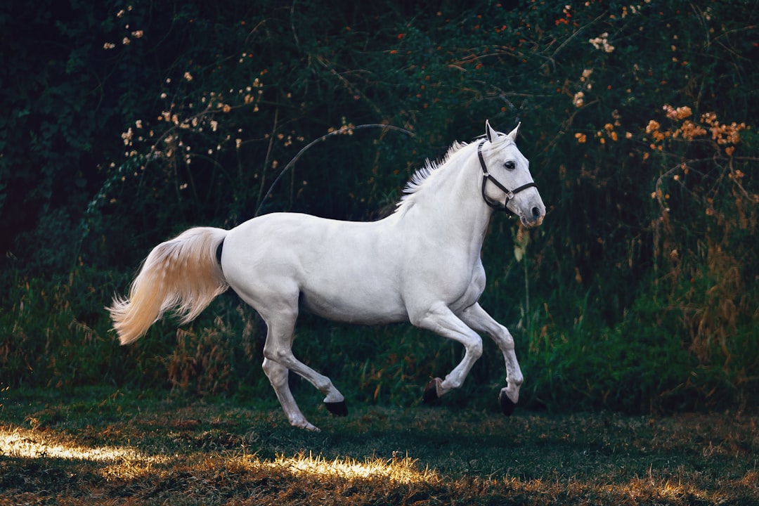White horse moving freely outdoors during an equestrian portrait session