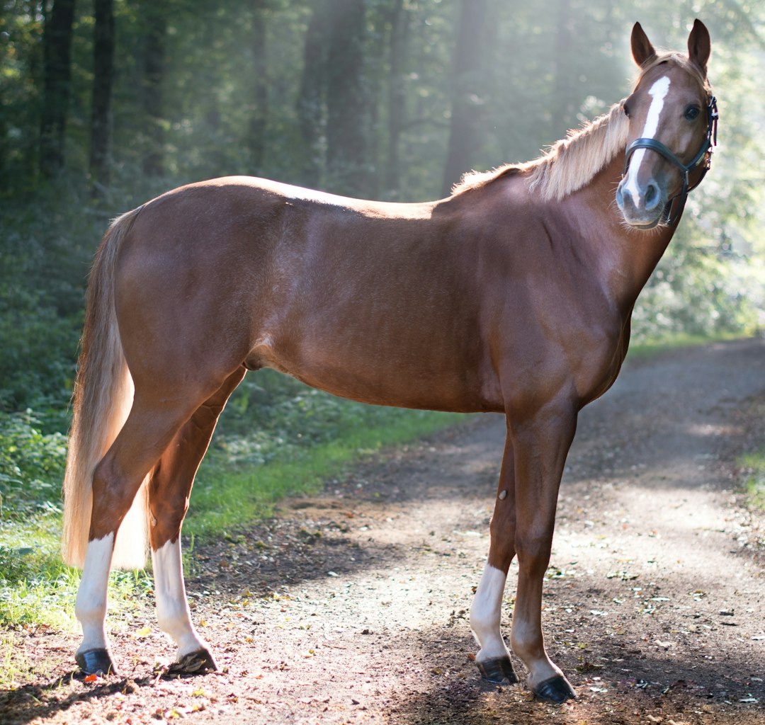 Brown horse standing outdoors during a calm equestrian portrait session